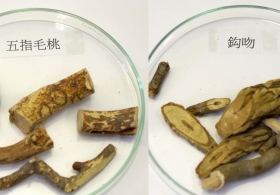 Research on Quality Assurance / Quality Control of Chinese Medicines in School of Chinese Medicine, CUHK